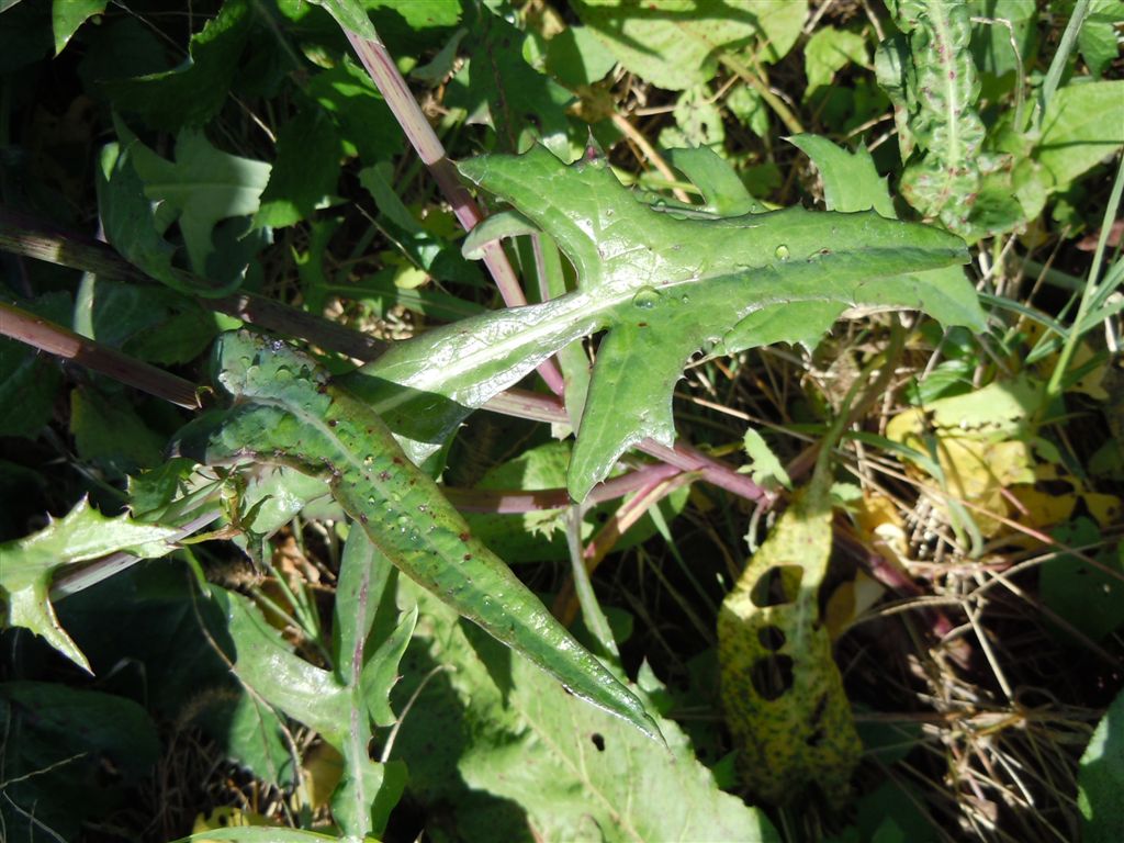 Pianta sul lago D''Averno - Sonchus cfr. tenerrimus